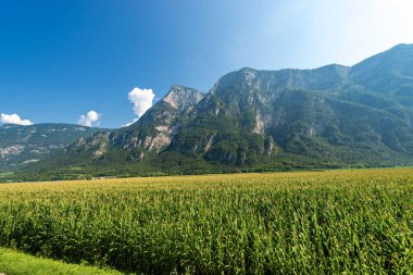Dağ, Valsugana (Sugana Valley) yeşil mısır tarlasında. Trentino Alto Adige, İtalya, Europe