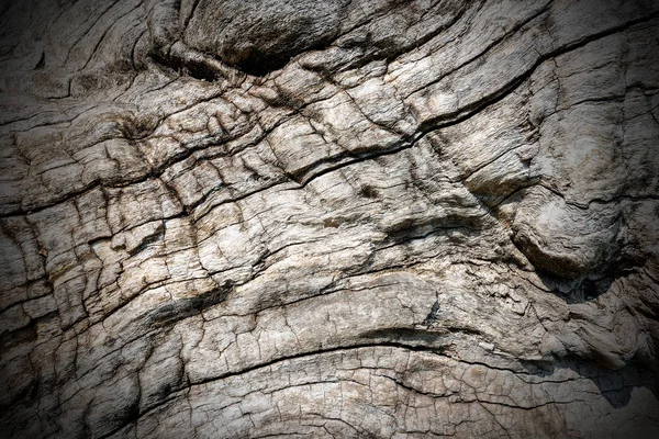 Close Textura Uma Casca Árvore Velha Para Fundo Versão Escura — Fotografia de Stock