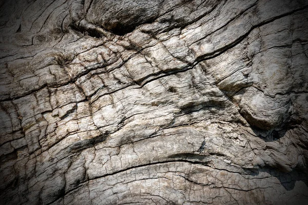 Nahaufnahme Der Textur Einer Alten Baumrinde Für Einen Hintergrund Dunkle — Stockfoto