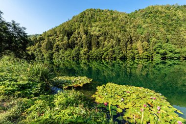Nilüferler göl Levico (dağ Gölü), Levico Terme, Trentino Alto Adige, İtalya, Avrupa çiçeklerle