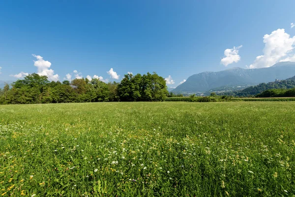 Grüne Wiesen Und Blumen Den Bergen Valsugana Suganatal Trentino Alto — Stockfoto