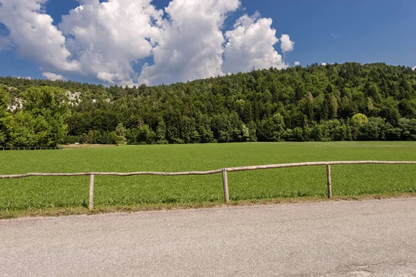 Foresta Erba Verde Estate Val Sella Borgo Valsugana Trento Trentino — Foto Stock