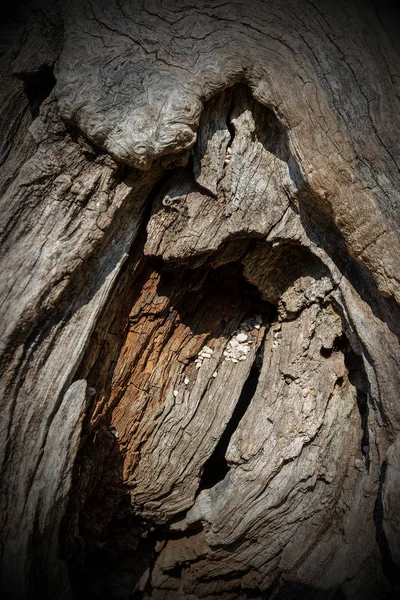 Arka Planı Karanlık Sürüm Için Eski Bir Ağaç Kabuğu Dokusu — Stok fotoğraf