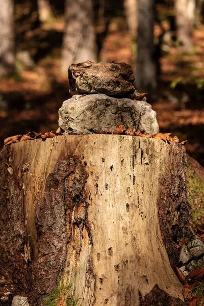 Tronco de árvore com pedras na floresta — Fotografia de Stock