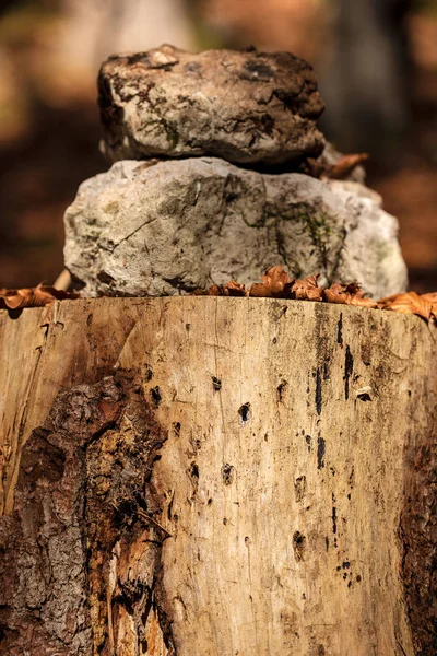 Detalhe Velho Tronco Árvore Pinheiro Com Duas Pedras Folhas Secas — Fotografia de Stock