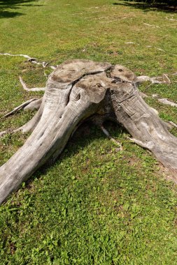 Yaz, İtalyan Alpleri yeşil çimenlerin üzerinde kökleri ile eski ağaç kütüğü