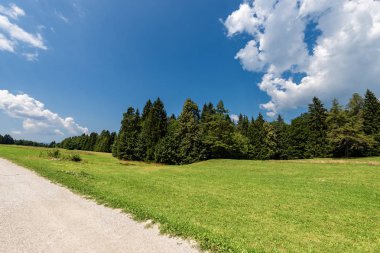 Orman, yeşil çim ve toprak yol yazın. Val di Sella (Sella Vadisi), Borgo Valsugana, Trento, Trentino Alto Adige, İtalya