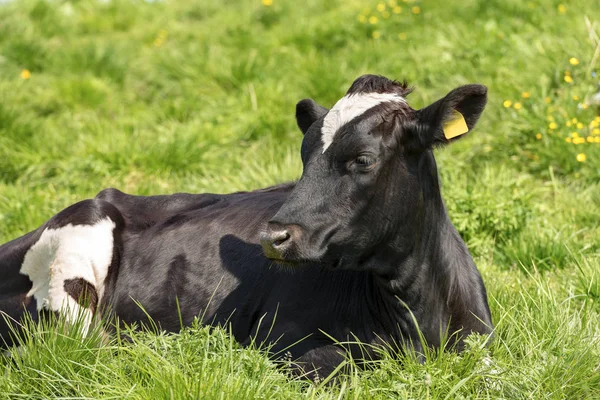 Schwarze Kuh Mit Weißen Flecken Auf Grünem Gras Auf Einer — Stockfoto