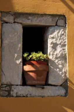 Sulu bitkilerin toprak kap, Echeveria. Küçük bir taş pencerede, İtalya sıkışmış