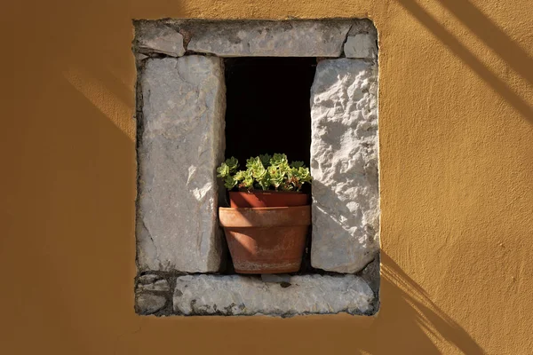 Plantas Suculentas Una Maceta Arcilla Echeveria Atrapado Una Pequeña Ventana —  Fotos de Stock