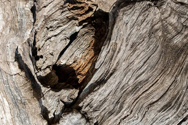Bir Arka Plan Hafif Sürüm Için Eski Bir Ağaç Kabuğu — Stok fotoğraf