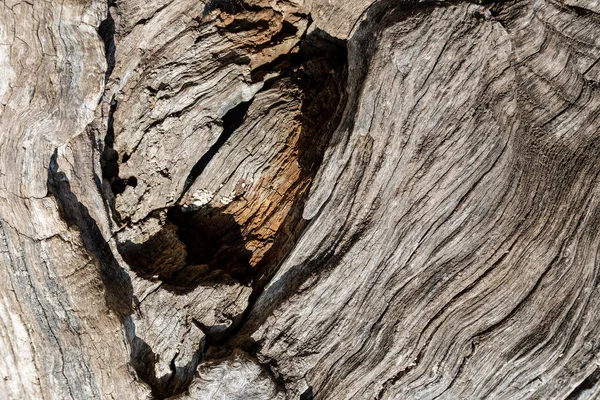 Primo Piano Della Trama Una Vecchia Corteccia Albero Uno Sfondo — Foto Stock