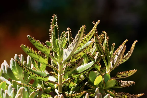 Gros Plan Plantes Succulentes Sur Fond Sombre Flou — Photo