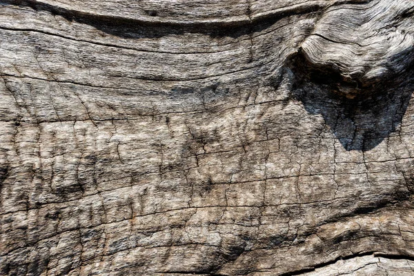 Detail Van Textuur Van Een Oude Boomschors Voor Een Achtergrond — Stockfoto