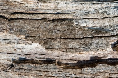 Bir arka plan, hafif sürüm için eski bir ağaç kabuğu dokusu Close-up 