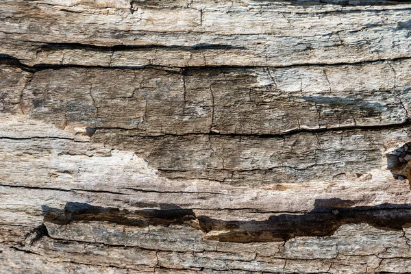 Detail Van Textuur Van Een Oude Boomschors Voor Een Achtergrond — Stockfoto