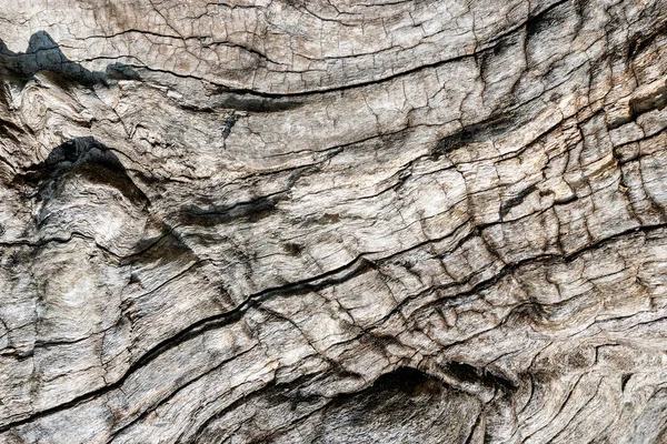 Nahaufnahme Der Textur Einer Alten Baumrinde Für Einen Hintergrund Leichte — Stockfoto