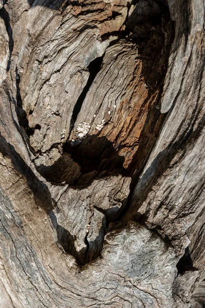 Bir Arka Plan Hafif Sürüm Için Eski Bir Ağaç Kabuğu — Stok fotoğraf