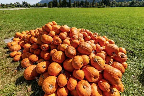 Raccolta Gruppo Zucche Arancioni Vendita Prato Erba Verde Baviera Germania — Foto Stock