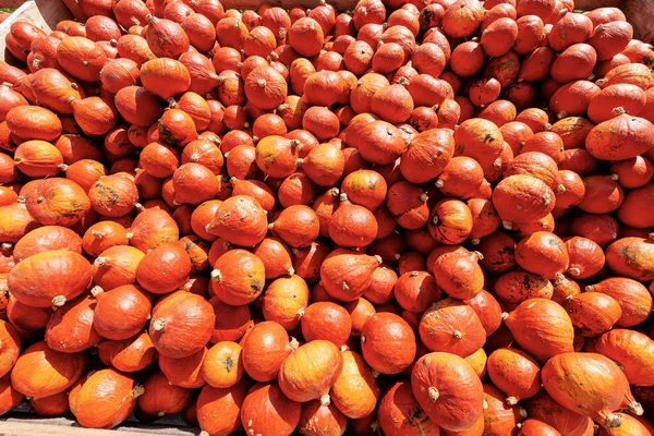 Raccolta di zucche arancioni - Baviera Germania — Foto Stock