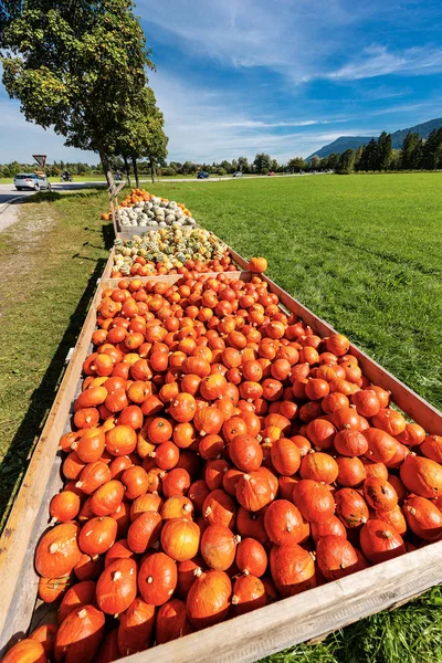 Raccolta Gruppo Zucche Arancioni Strisce Grigie Vendita All Interno Grandi — Foto Stock