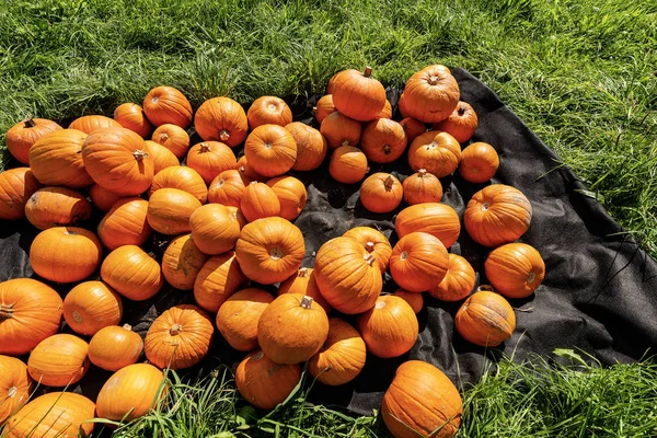 Raccolta Gruppo Zucche Arancioni Vendita Prato Erba Verde Baviera Germania — Foto Stock