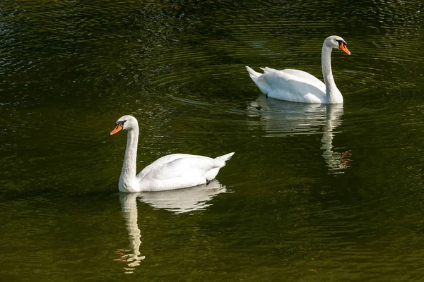 Zwei Weiße Höckerschwäne Cygnus Olor Schwimmen Auf Einem Grünen See — Stockfoto