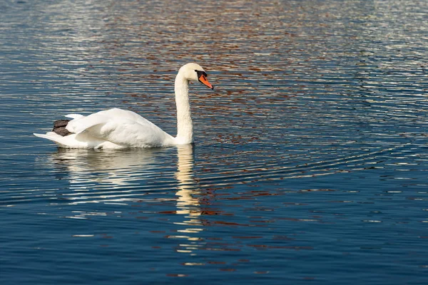 One White Mute Swan Cygnus Olor Swim Blue Lake — Stock Photo, Image