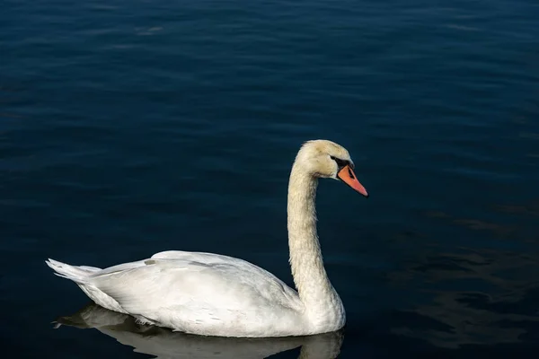 One White Mute Swan Cygnus Olor Swim Dark Blue Lake — Stock Photo, Image