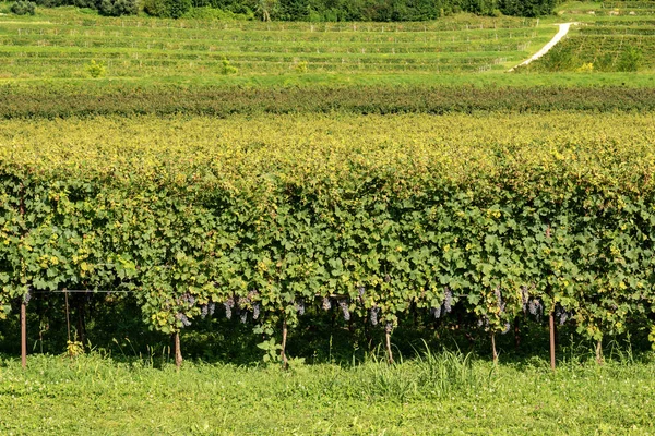 Típicos Viñedos Uva Roja Italiana Del Vino Valpolicella Base Colina — Foto de Stock