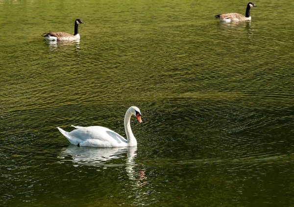 Ein Weißer Höckerschwan Cygnus Olor Schwimmt Auf Einem Grünen See — Stockfoto