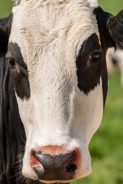 İnek - beyaz ve siyah Düve kameraya bakarak portresi