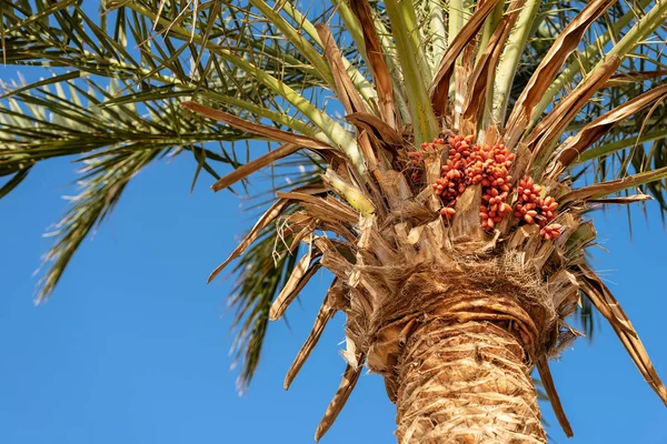 Palmera datilera con frutas y hojas —  Fotos de Stock