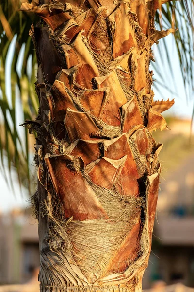 Primer Plano Del Tronco Del Árbol Palma Egipto África —  Fotos de Stock