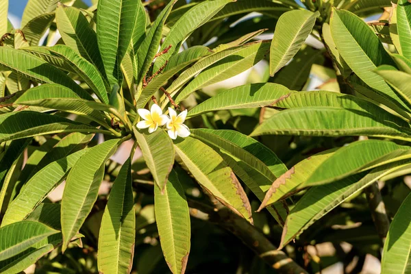 Närbild Plumeria Träd Med Gröna Blad Och Vita Och Gula — Stockfoto