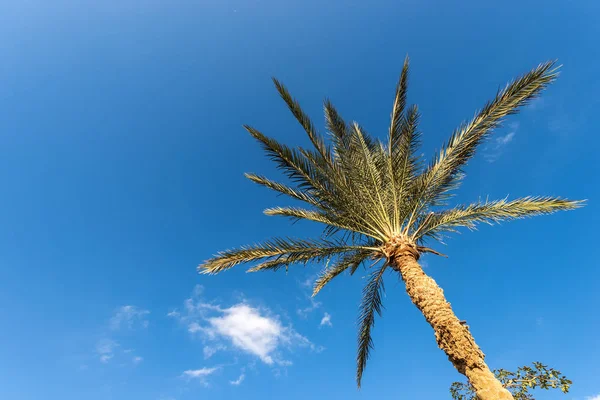 Una Palmera Cielo Azul Claro Con Nubes Egipto África —  Fotos de Stock