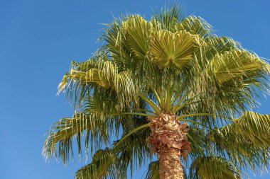 Bir palmiye ağacı üzerinde bir açık mavi gökyüzü Mısır Afrika