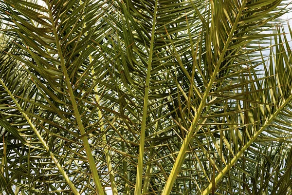 Close-up of the green palm leaves on a blue sky - Egypt Africa