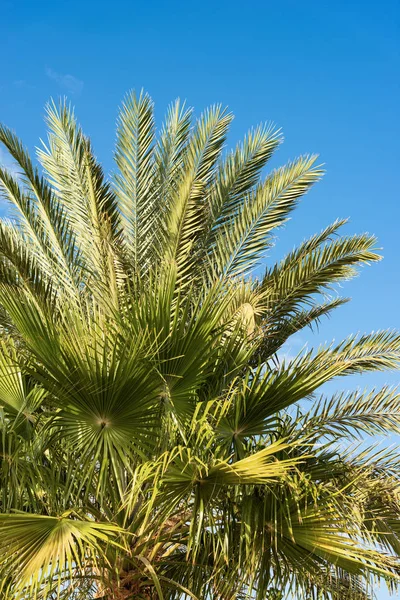 Primer Plano Las Hojas Palma Verde Cielo Azul Egipto África — Foto de Stock