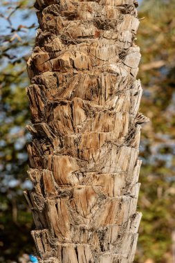 Bir hurma ağacı bagajında Close-up. Mısır, Afrika.