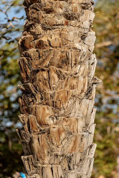 Close Tronco Árvore Uma Palma Data Egipto África — Fotografia de Stock