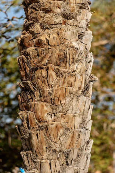 Gros Plan Tronc Arbre Palmier Dattier Égypte Afrique — Photo