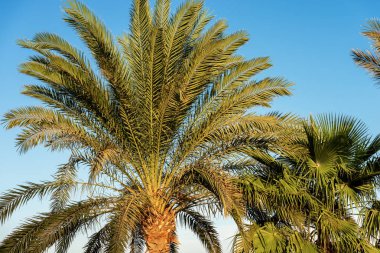 Palmiye ağaçları Kızıldeniz - Mısır Afrika kıyılarında