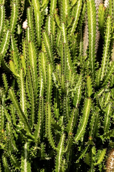 Détail Cactus Vert Avec Nombreuses Branches Plante Succulente Egypte Afrique — Photo