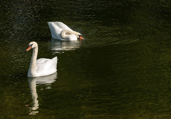 Due cigni muti nuotano su un lago verde — Foto Stock