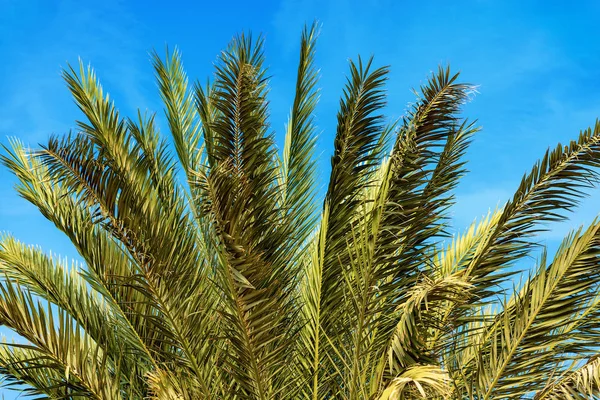 Primer Plano Las Hojas Palma Verde Cielo Azul Egipto África — Foto de Stock