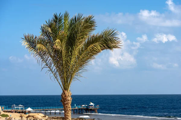 Palm Tree in de kust van de rode zee - Egypte-Afrika — Stockfoto