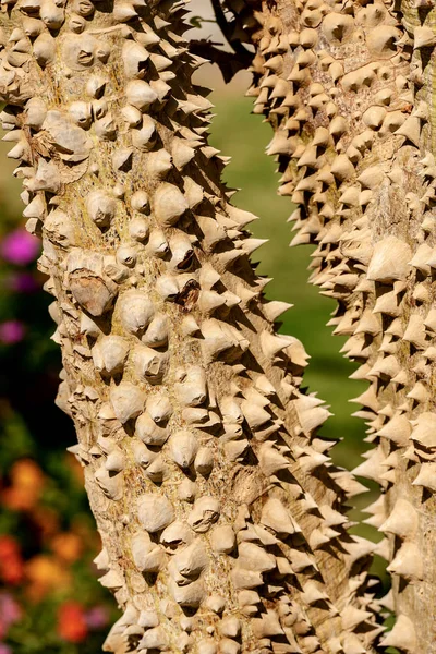 エジプト アフリカの大きなとげの木の幹のクローズ アップ トックリキワタや Chorisia のボケ 真綿ツリー — ストック写真