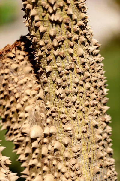 Närbild Trädstam Med Stora Törnen Egypten Afrika Ceiba Speciosa Eller — Stockfoto