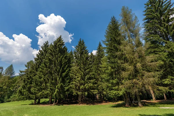 Groenblijvende bomen in de zomer - Trentino Alto Adige Italië — Stockfoto